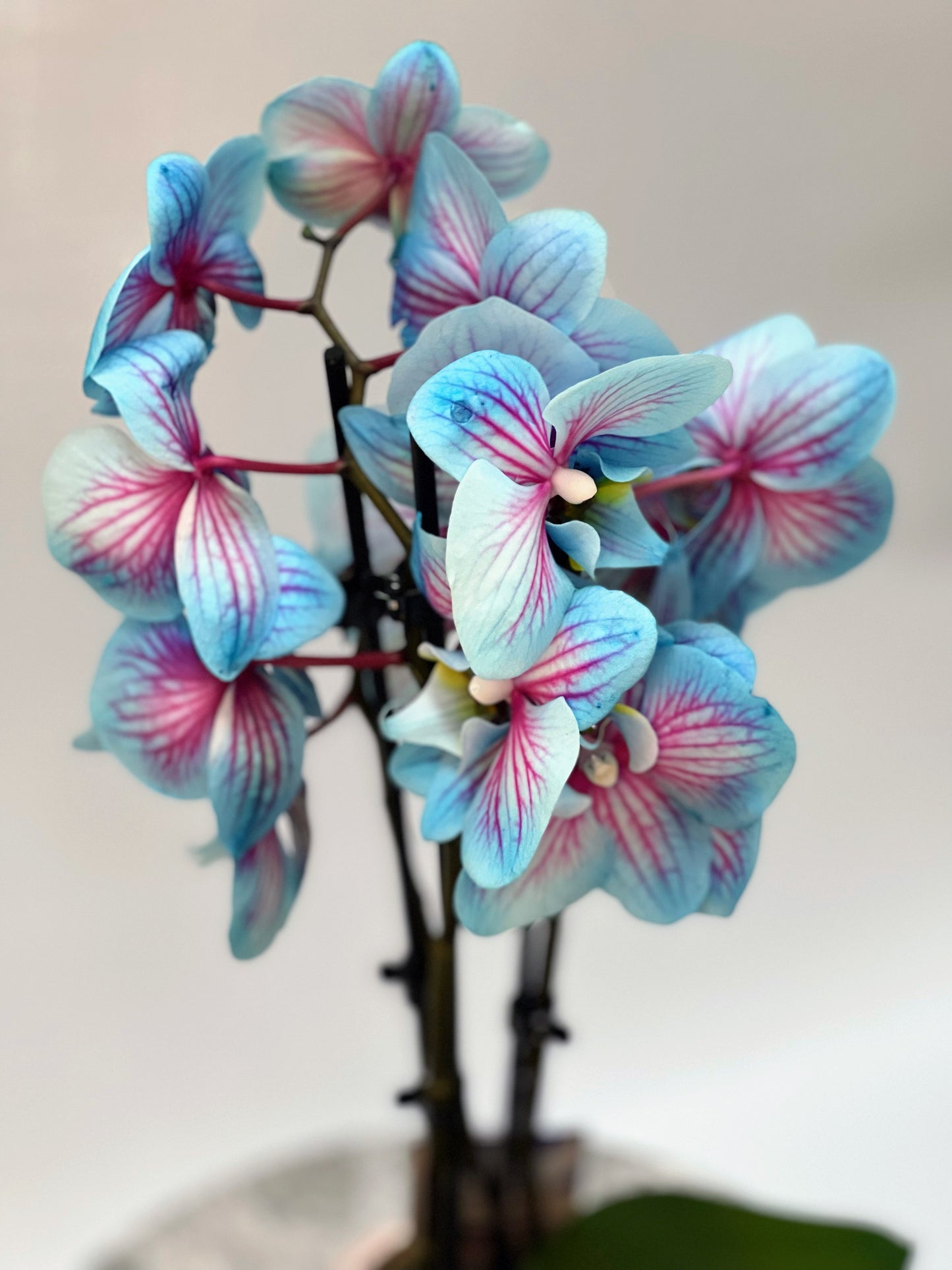 Orquidea Blue mytic